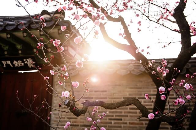 Baum Blumen Kirschblüten